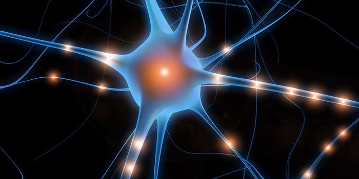 Neurons that control hunger can multitask