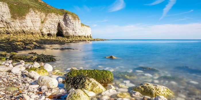 What role does a light-capturing marine microbe play in climate regulation?