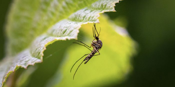 Dengue Spreads at Record Rates in a Warming World