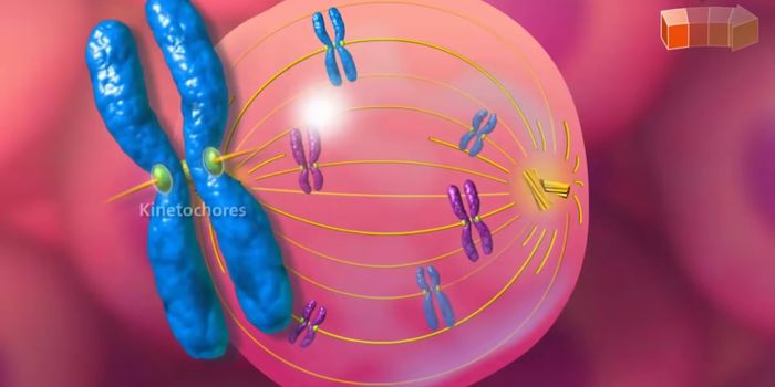 Membrane-less Organelle Found to Play a Role in Preventing Cancer