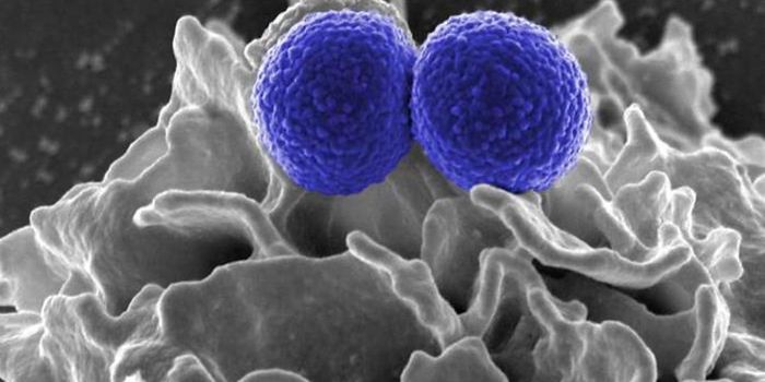 Do Phages Drive Bacterial Evolution?