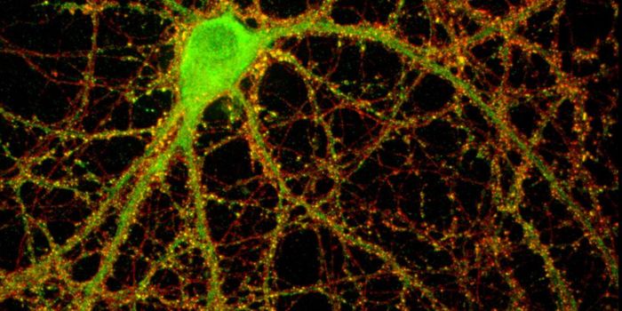 Free Radicals May Actually be Good for the Brain