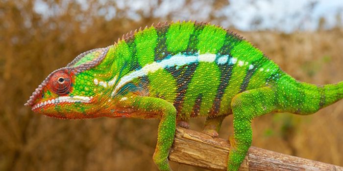 How chameleons really change their color