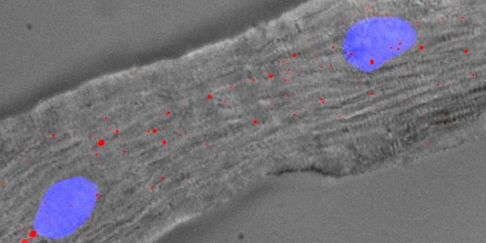 "Singheart" RNA Unlocks the Heart's Full Regenerative Potential