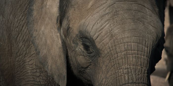 Liberian President Signs New Plan to Protect Elephants