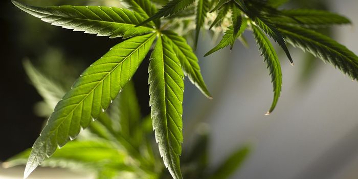 Decoding the Flavor and Aroma of Cannabis