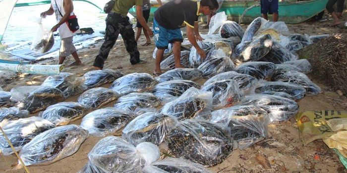 Philippine Police Seize 70 Hawksbill Sea Turtles From Poachers