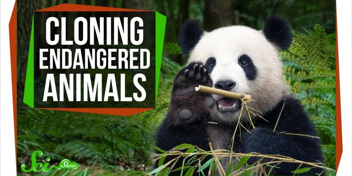 Why Don't We Clone Extinct or Endangered Animals?