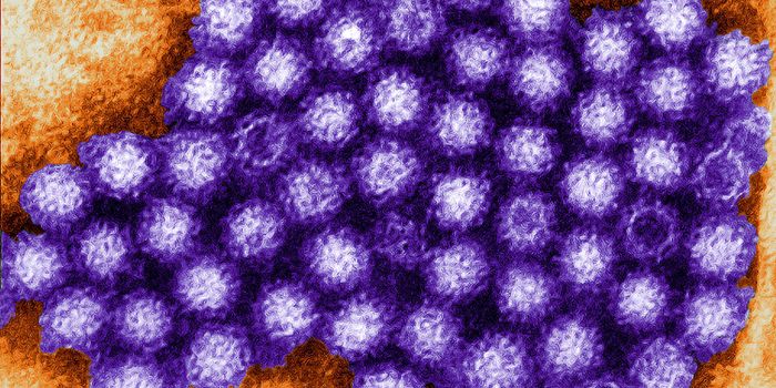 Researchers Succeed in Growing Norovirus in Culture