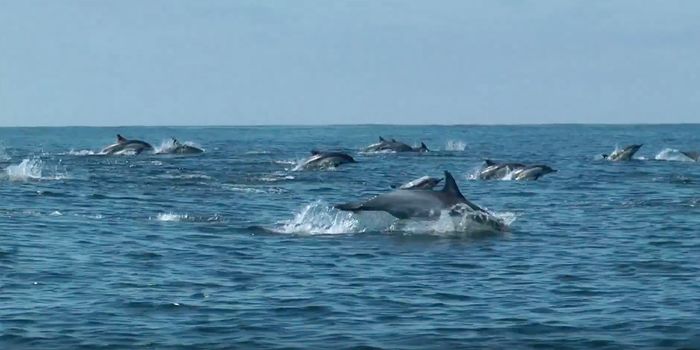 What can dolphin skin cells tell us about the impacts of climate change?