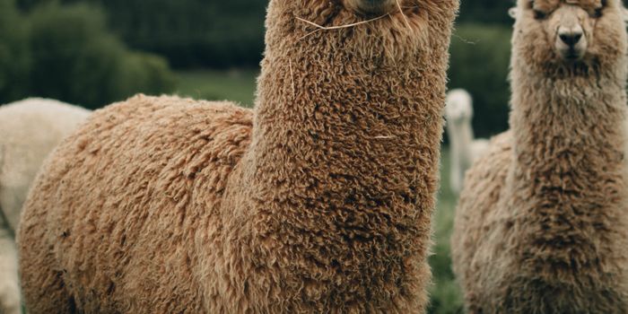 Winter the Llama: An Unlikely Hero in the Fight Against COVID-19