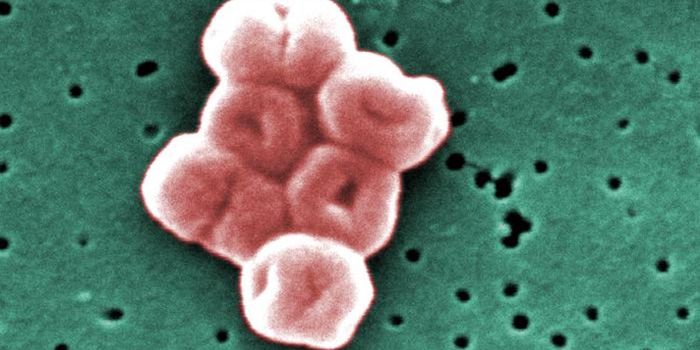 How A Dangerous Microbe Can Survive for Months Without Water