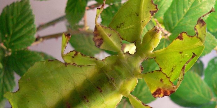 These Insects Blend in with the Leaves They Cling to