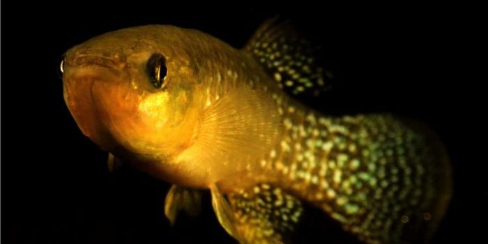 This Fish Earned a Reputation for its Rapid Adaptation to Toxic Chemicals