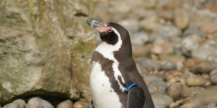 These Penguin Chicks Now Face the Trials of Adulthood