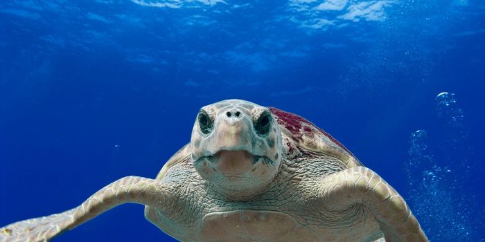 Geomagnetic Imprinting Helps Loggerhead Sea Turtles Navigate Home