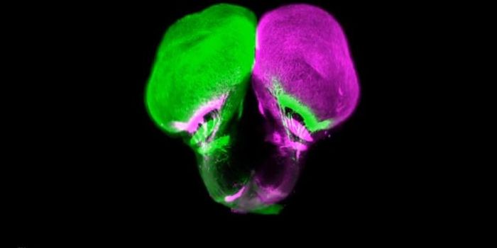 An Ancient Fish Is Changing Modern Textbooks