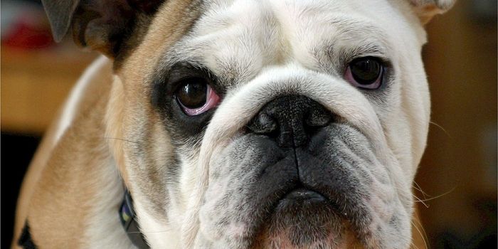 Dogs and Monkeys Both Have An Innate Sense of Morality, Study Finds