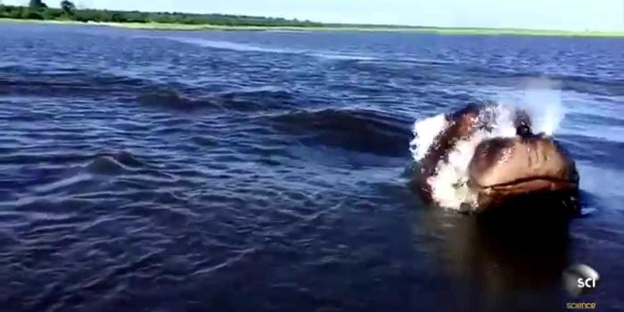 This is How a Hippo "Swims"