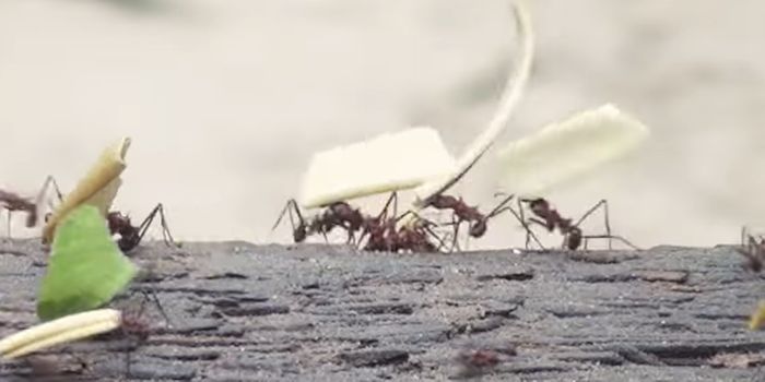 First Genetically Modified Ants Give Insight Into Insect Socialization
