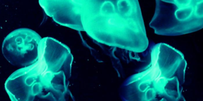 Bioluminescence - Now Visible Outside of the Body