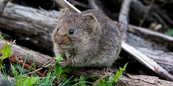 Lithium Treats Intellectual Disabilities in Mice