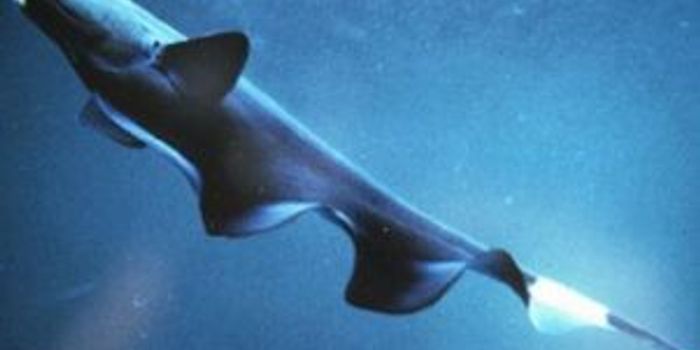 Amazonian Fish Inspires Better Underwater Robotics 