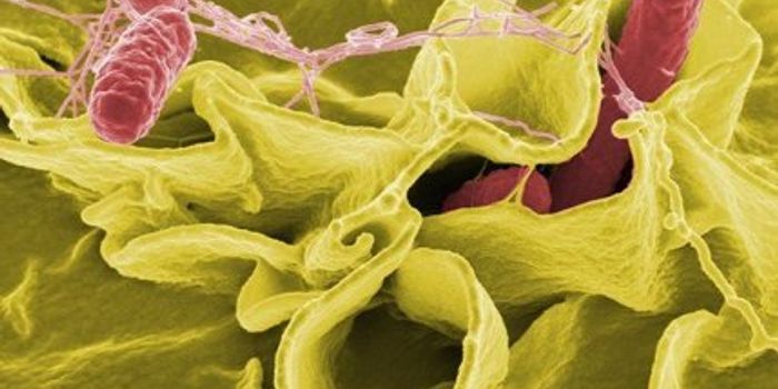 Salmonella School Scientists on How to Thwart Cancer