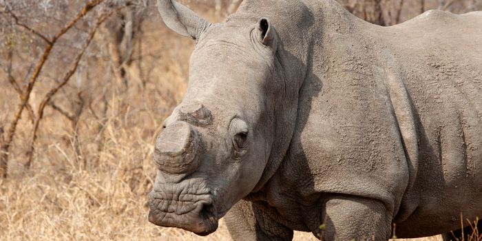Domestic Sale of Rhino Horn is Now Legal in South Africa