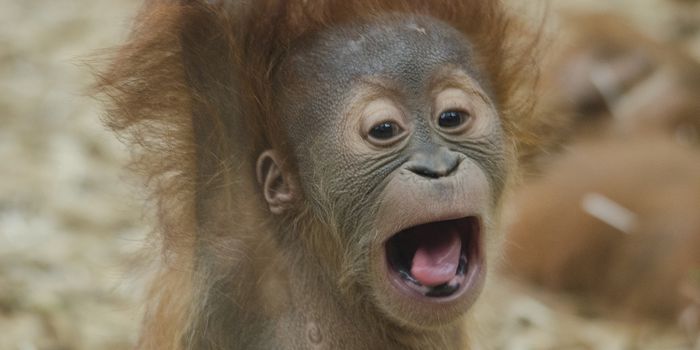 Orangutan Mothers Breastfeed Their Young for Up to 8 Years