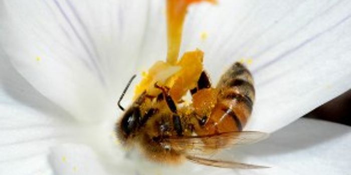 The Tasting Mechanism of Honeybees
