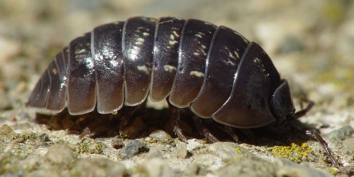 The Common Roly Poly Isn't Actually an Insect