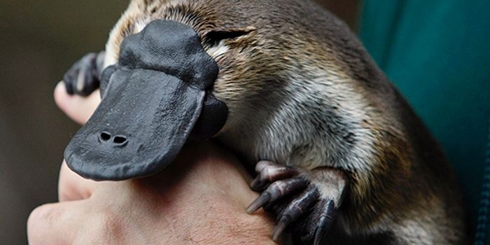 Scientists Find Diabetes-Fighting Hormone in Platypus Venom