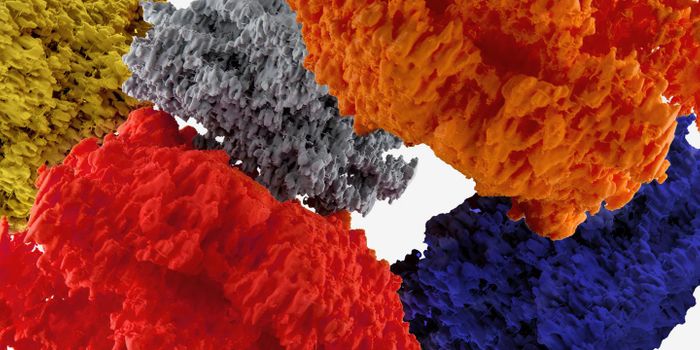 Astrocytes are Star Players in the Brain