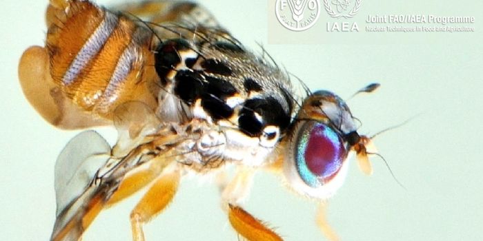 The Nuclear Option for Pest Control