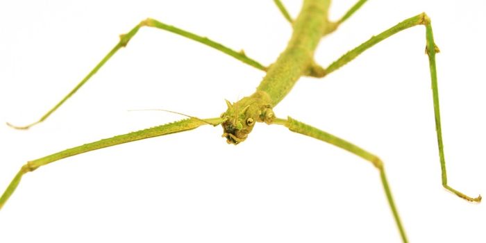 Stick insects nab bacteria's genes