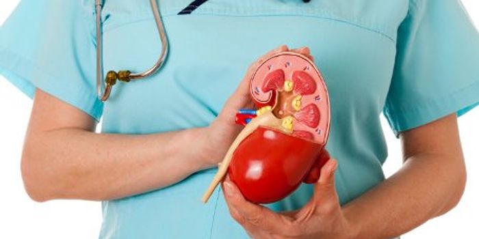 Penn Study Finds Living Kidney Donation Does Not Increase Risk of Death or Heart Disease for Older Adult Donors