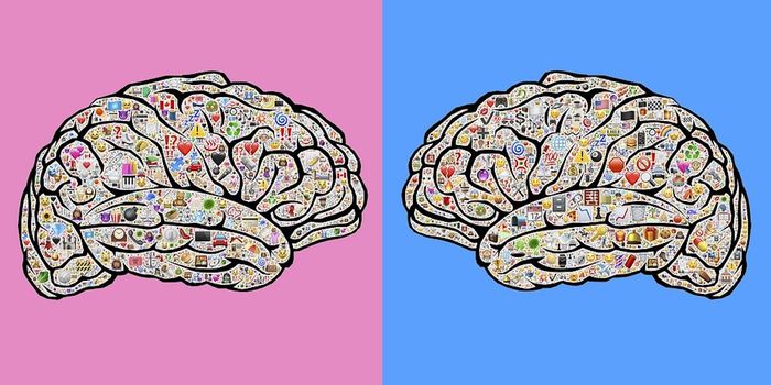 Different Types of Cells Found in Male and Female Mouse Brains