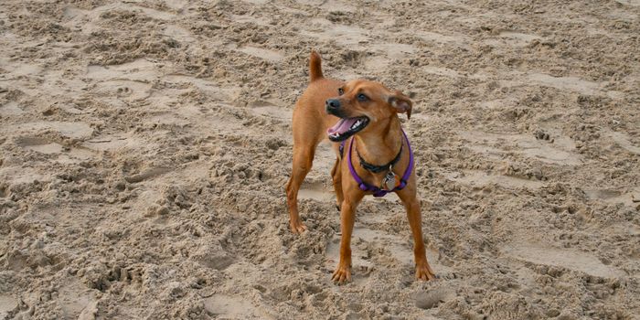 Dog Poo Microbiome can ID Canine Inflammatory Bowel Disease