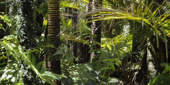 Researchers Discover Method of Synthesizing a Cancer Drug Discovered in the Australian Rainforest