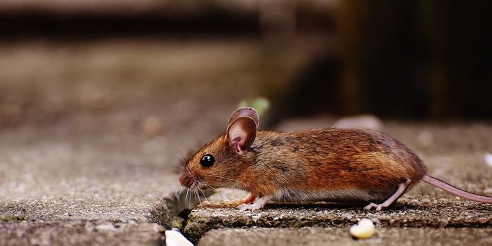 Our Ancestors' Demobilization Gave Rise to House Mice