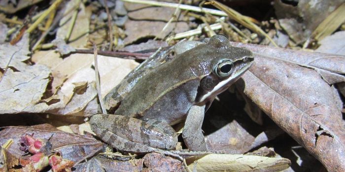 Genetic Diversity is Helping Frogs Withstand an Epidemic