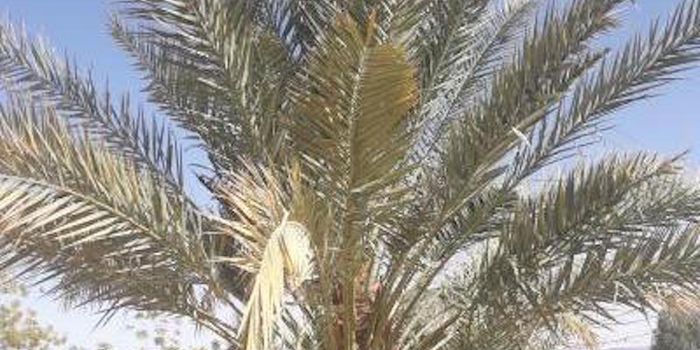 DNA From 2,000 Year Old Extinct Date Palms is Sequenced