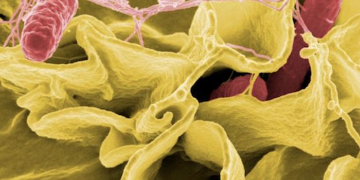 Cause of Colonial-era Epidemic Identified