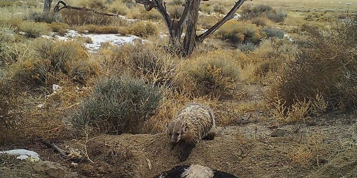 Badger Buries Cow to Keep it All to Itself