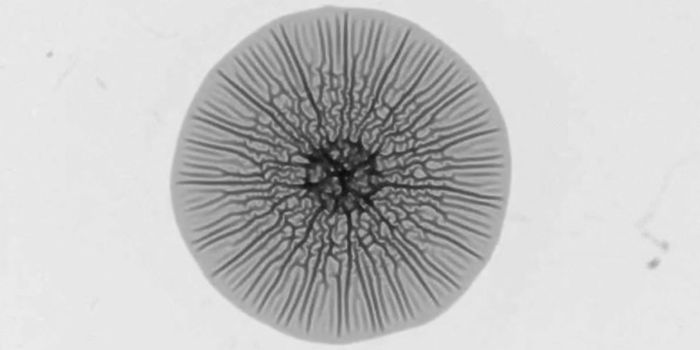 The Patterns Formed by Biofilms