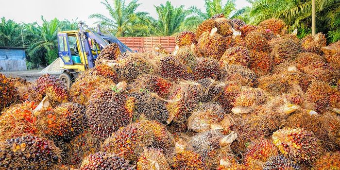 Scientists Assess GHG Emissions Related to Palm Oil Land Conversion