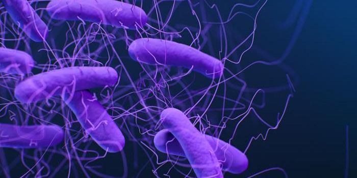 The Unique Microbiomes of Long-Lived People