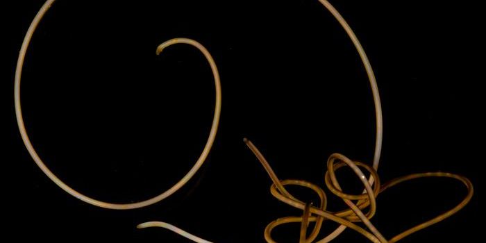 Some Mind-Control Parasites Lack Genes That Other Animals Always Have