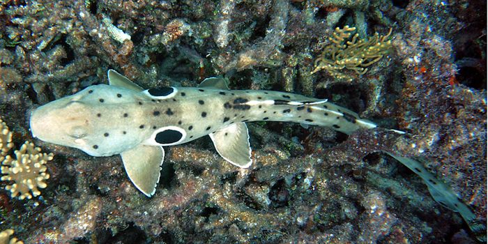 What will become of the sharks?